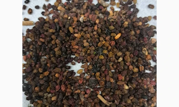 Пропонуються відходи чорної бузини - фото № 1