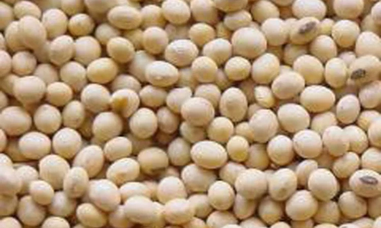 Продається посівна соя БЕЗ ГМО - фото № 1