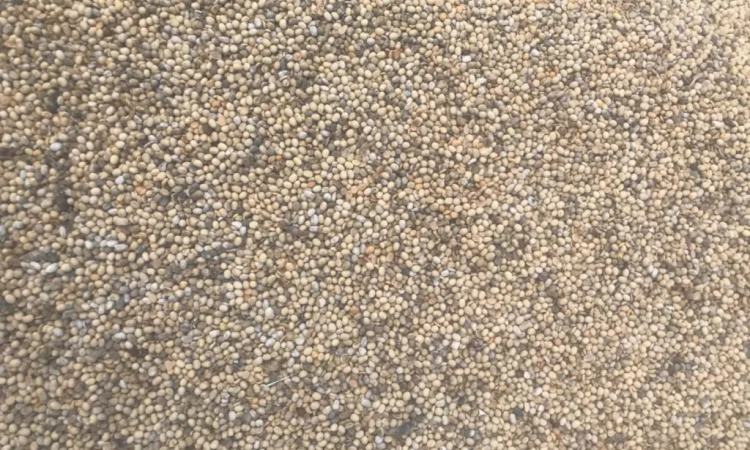 Продажа весенней сои - фото № 1