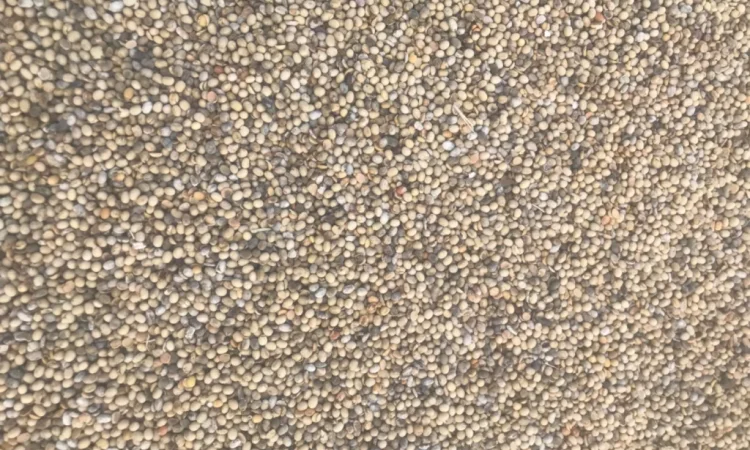 Продажа весенней сои - фото № 2