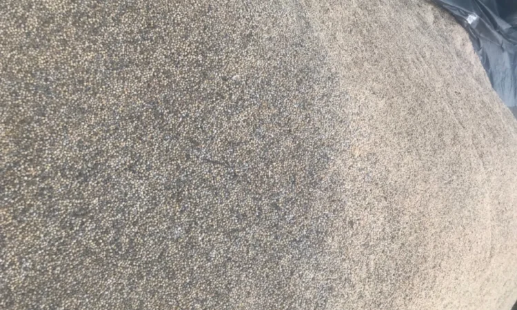 Продажа весенней сои - фото № 3