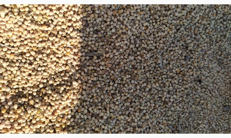 Продается соя ГМО перезимующая - фото № 1