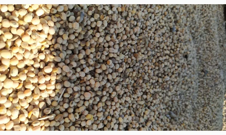 Продается соя ГМО перезимующая - фото № 2