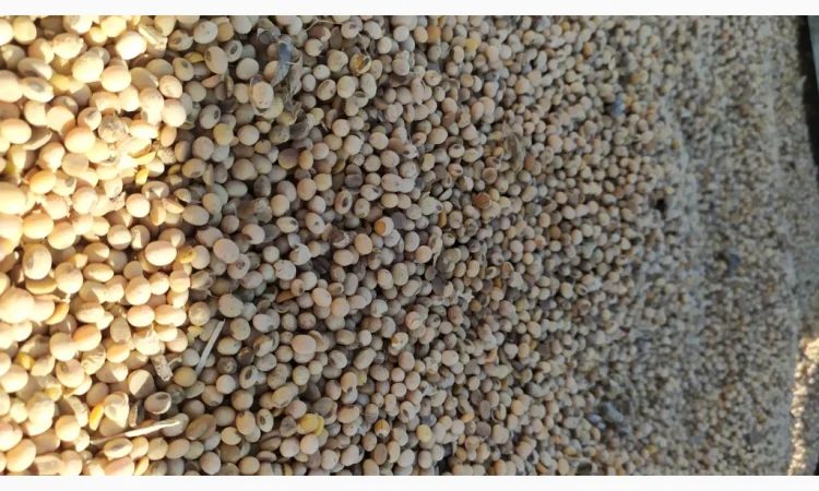 Продается соя ГМО перезимующая - фото № 3