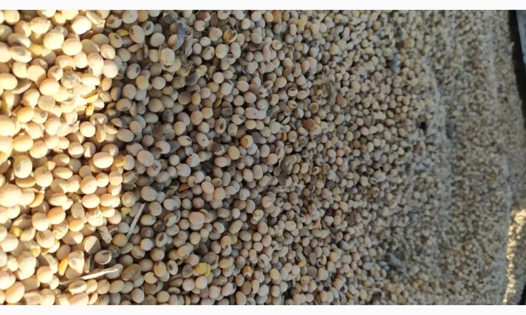 Продается соя ГМО перезимующая - фото № 4