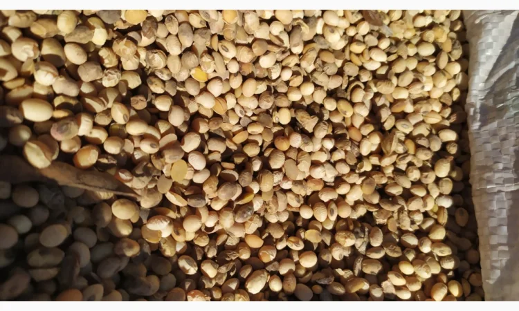 Продается соя ГМО перезимующая - фото № 5