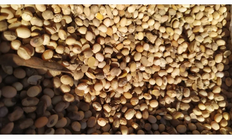 Продается соя ГМО перезимующая - фото № 6