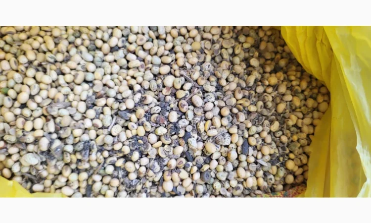 Пропонується 10 тонн сої - фото № 1