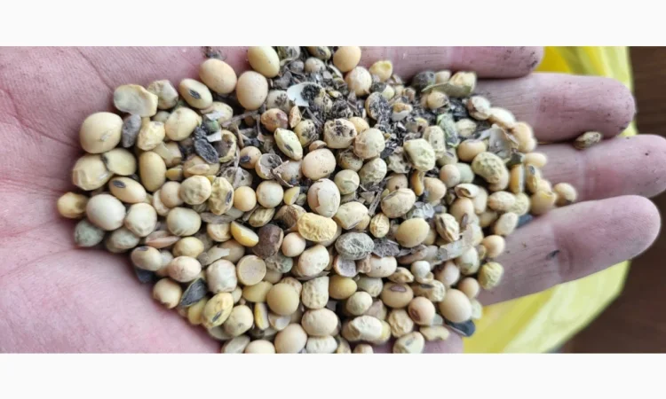 Продается 22 тонны сои - фото № 1