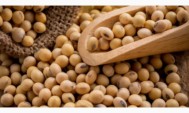 Куплю СОЮ ГМО от 25 тонн - фото № 1