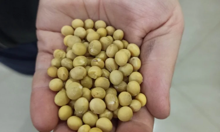 Продаж сої НЭ ГМО в м. Львів - фото № 1