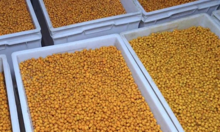 Продается свежемороженая облепиха - фото № 1