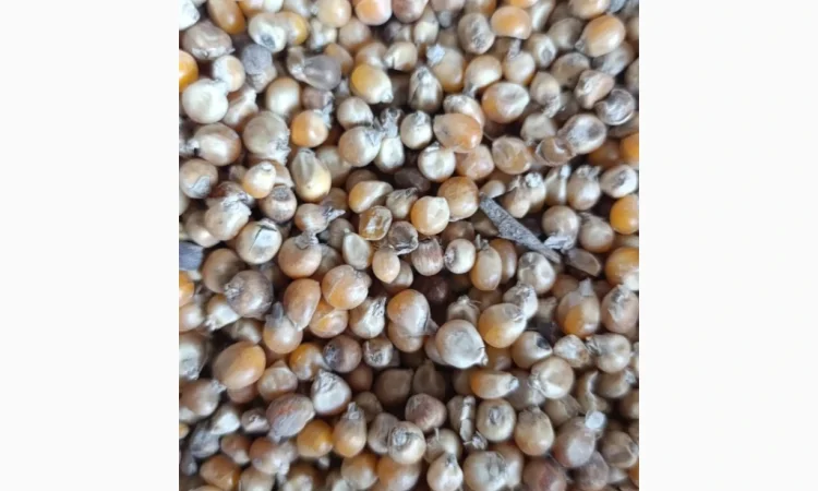 Продаж кукурудзи на корм - фото № 1