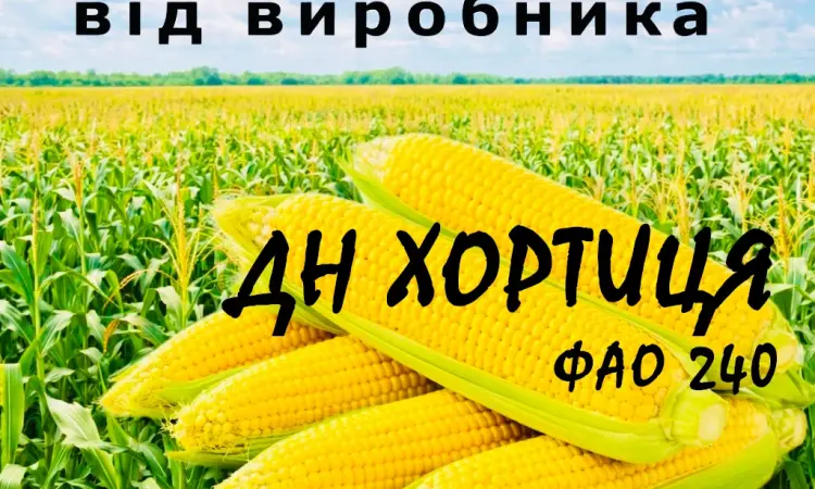 Насіння кукурудзи ДН Хортиця ФАО 240 від виробника Agro_Exprt - фото № 1