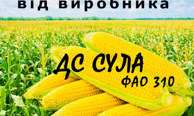 Насіння кукурудзи ДС Сула ФАО 310 від виробника Agro_Exprt - фото № 1
