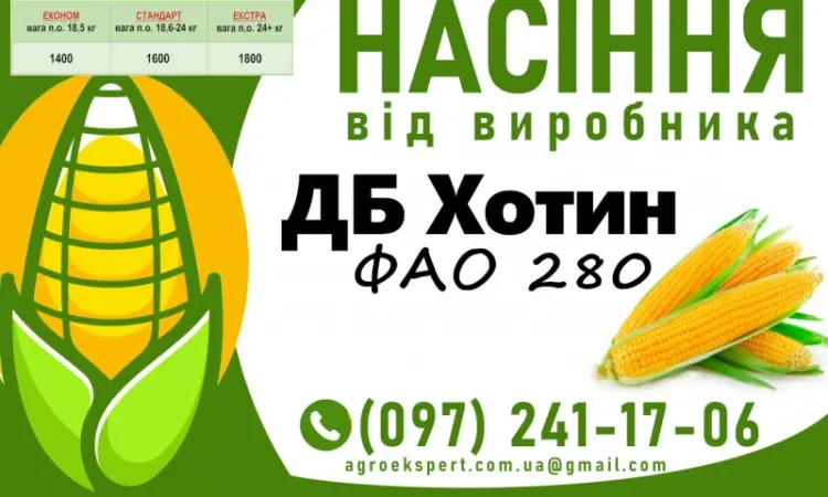 Насіння кукурудзи ДБ Хотин (ФАО 280) 2025 року від виробника - фото № 1
