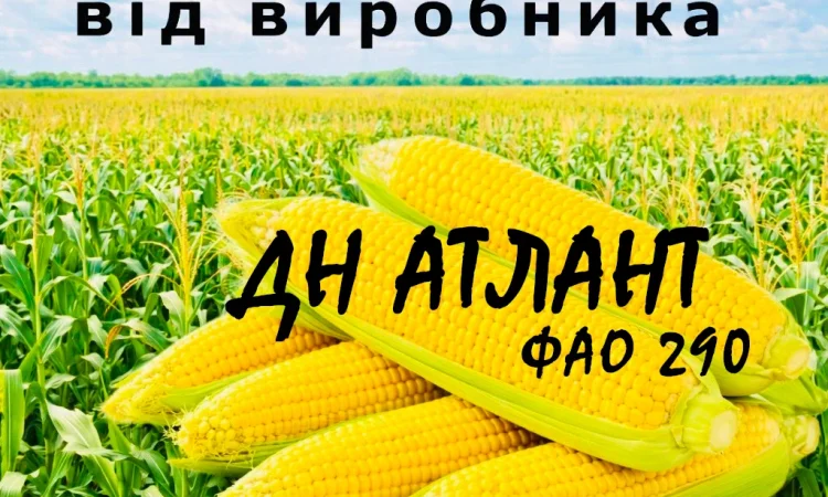 Насіння кукурудзи ДН Атлант ФАО 290 від виробника Agro_Exprt - фото № 1