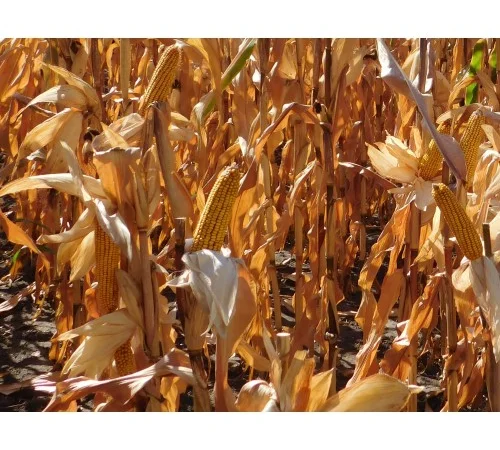 Наcіння кукурудзи Оржиця 237 МВ (ФАО 230) от производителя - фото № 1
