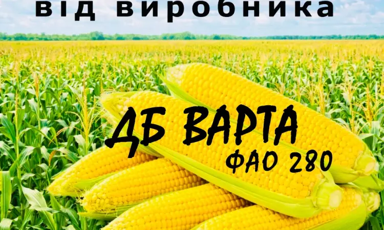 Насіння кукурудзи ДБ Варта ФАО 280 від виробника Agro_Exprt - фото № 1