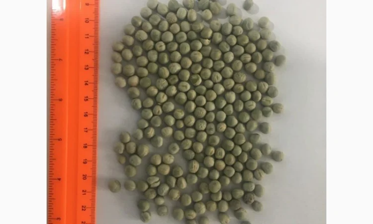 Закупаем горох жёлтый и зелёный оптом - фото № 1