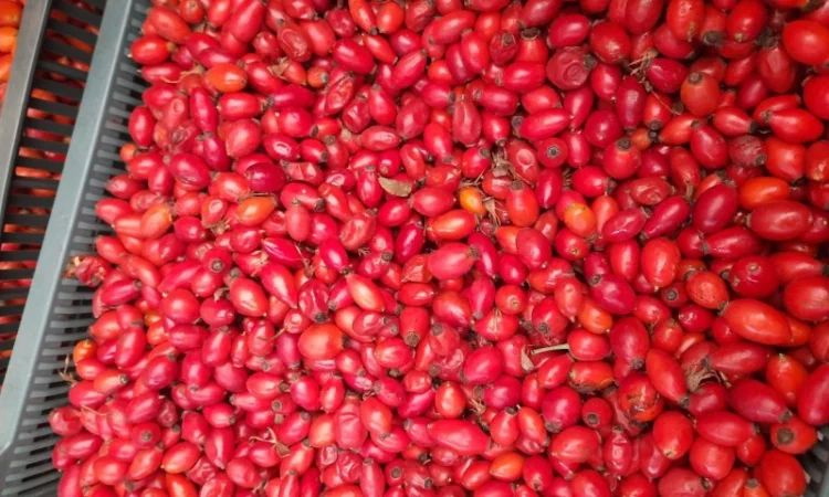 Продажа шипшины хорошего качества - фото № 1