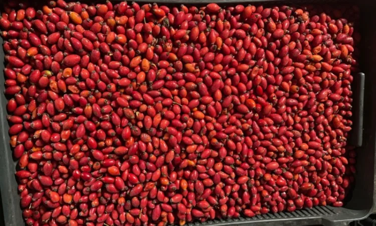 Продается замороженная шипшина оптом - фото № 1