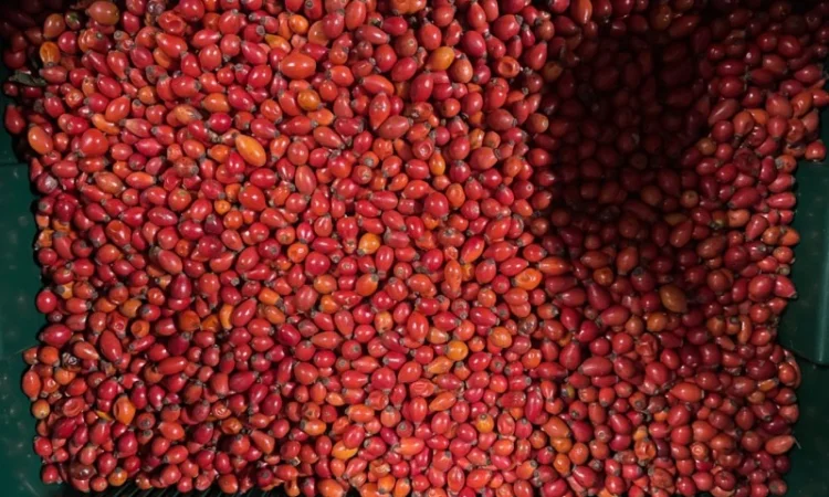 Продается замороженная шипшина оптом - фото № 2