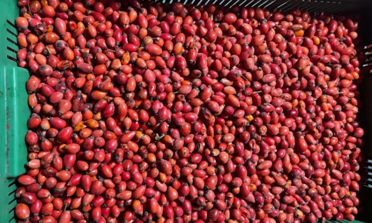 Продается замороженная шипшина оптом - фото № 3