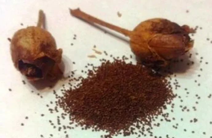 Семена табака Вирджиния, цена за 5ч.л. - фото № 1