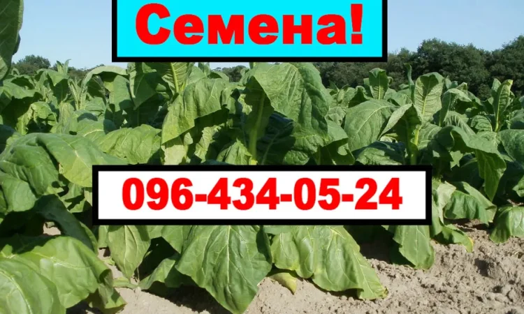 Продам своє насіння тютюну (Махорки) - фото № 1