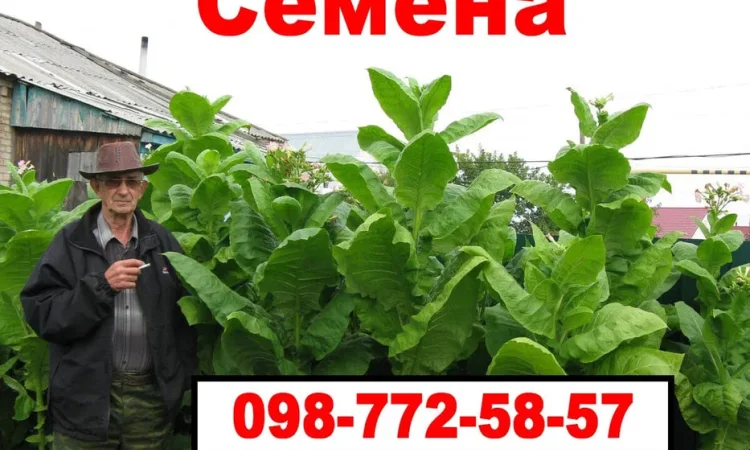 Семена махорки и Табака (Насіння тютюну) - фото № 1