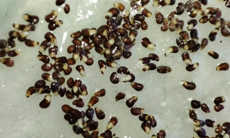 Насіння Тютюну.Всхожесть 100% - фото № 1