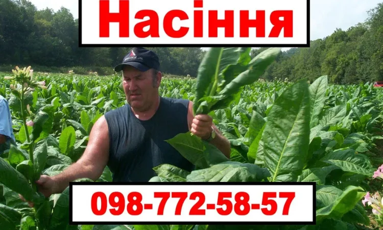 Насіння махорки та тютюну. Багато сортів! - фото № 1