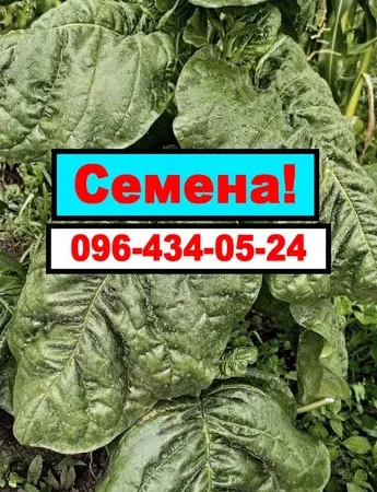 Насіння Табака. Семена табака Махорки - фото № 1