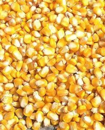 Кукурудза Ячмінь Пшениця - фото № 1