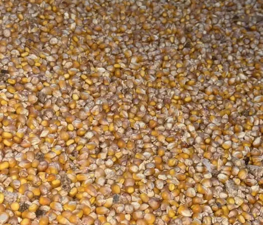 Продам кукурузу. Доставка. Петриківка. Камʼянське - фото № 1