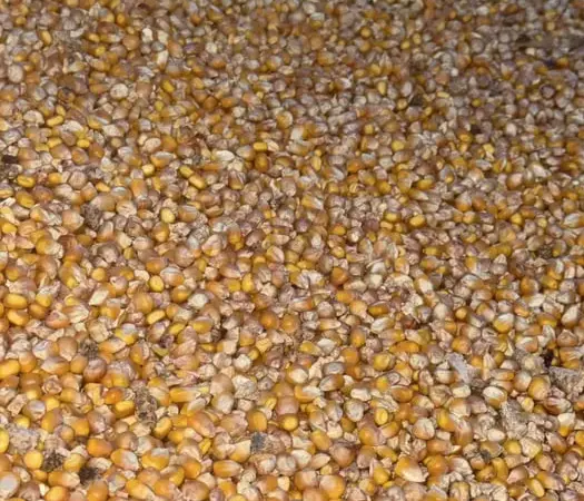 Продам кукурузу. Доставка. - фото № 1