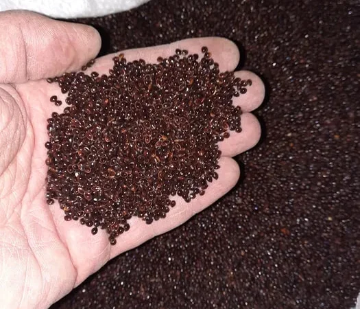 Просо чёрное семена нуг абессинский сортекс - фото № 1