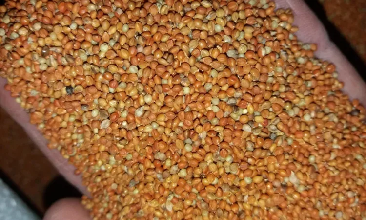 Чумиза итальянское просо сенегальское просо - фото № 1