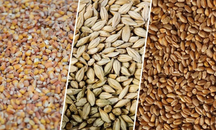 Продам Зерно! Кукурудзи,пшениці,ячміня,просо,овес - фото № 1