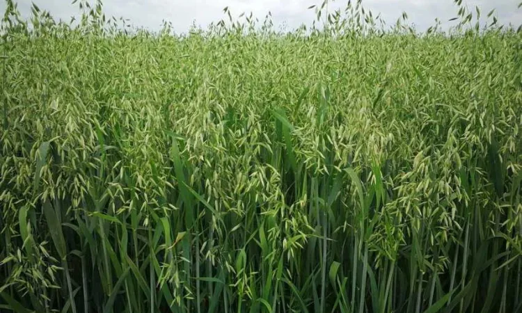 Пропонується овес посівний та товарний, сорт Парламент - фото № 1