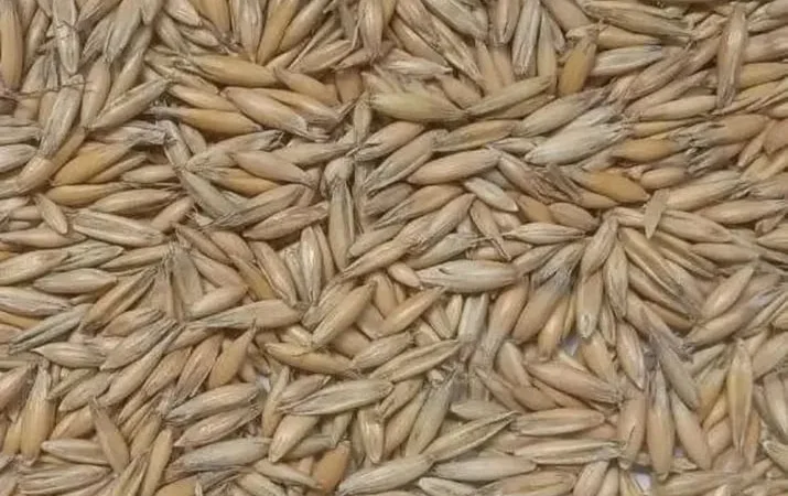 Овес першої репродукції для посіву - фото № 1