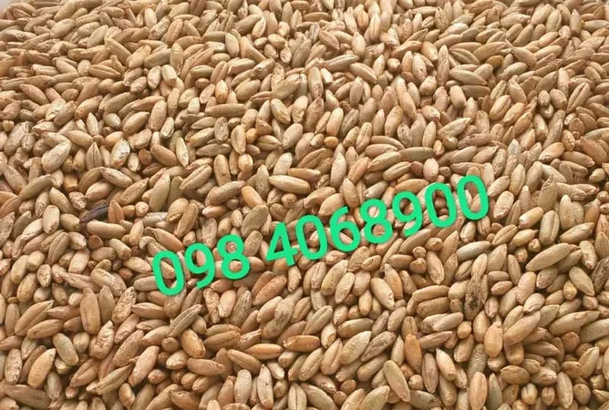 Продам жито ( рожь ) урожаю 2025 року 20-30 тон - фото № 1