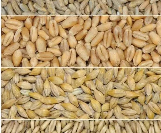 Овес, жито ( рожь ) - фото № 1