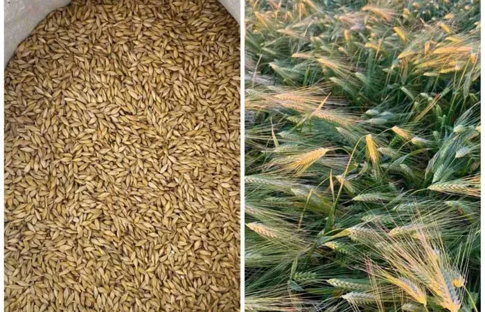 Ячмінь ярий, сорт Вакула перша репродукція. - фото № 1