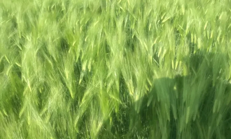 Ячмінь ярий, ячмінь посівний, сорт Вакула - фото № 1