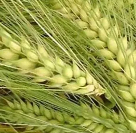Насіння Ярого ячменю сортів Аскольд,Гулівер - фото № 1