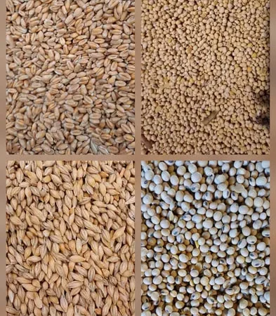 Продам Пшеницю фуражну ,ячмінь посівний - фото № 1