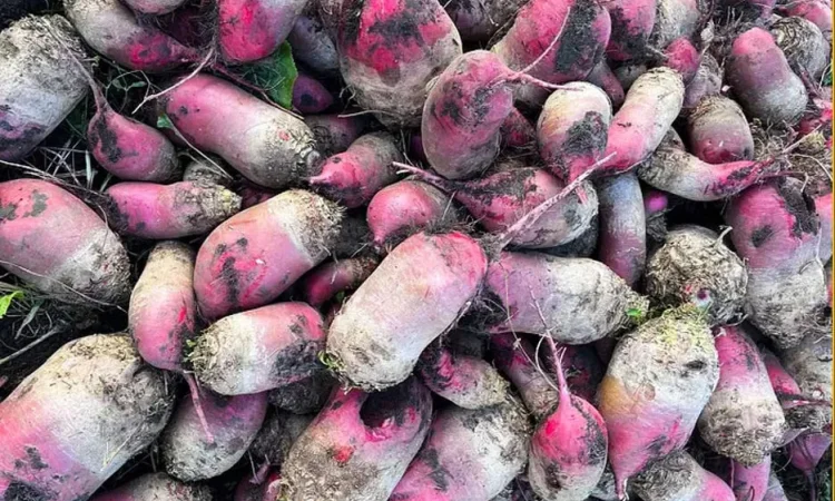 Продам Свекла Кормовая - фото № 1