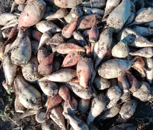 Буряк кормовий свекла - фото № 1